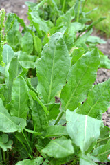 Fototapeta premium In the open ground in the garden grows sorrel.