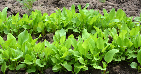 In the open ground in the garden grows sorrel.