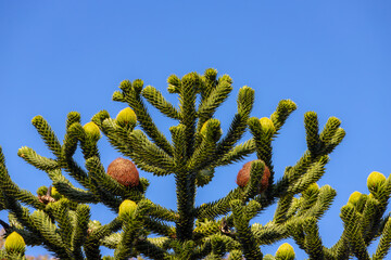 Selective focus the top of Monkey puzzle tree under blue clear sky, Araucaria araucana is an...