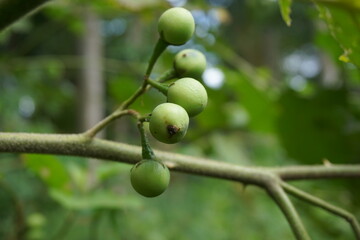Solanum torvum (Turkey berry, rickly nightshade, shoo-shoo bush, wild eggplant, pea eggplant, pea aubergine, kantɔsi, konsusua) or commonly called pokak eggplant. the smallest eggplant