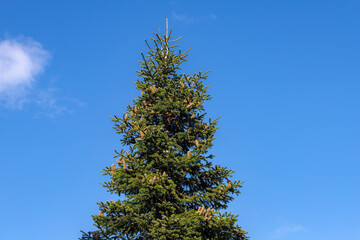 Selective focus of the top of Black spruce plants or Christmas tree under blue clear sky with free copy space, Picea mariana is a species of spruce tree in the pine family, Nature background.