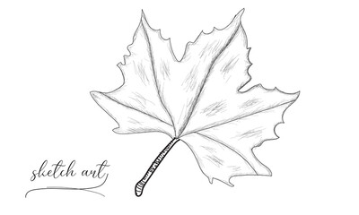 Beautiful leaf sketch vector art illustration. 