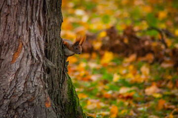 Squirrel/Wiewiórka