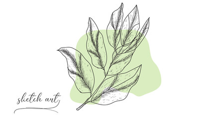 Leaf sketch hand drawing vector illustration. 