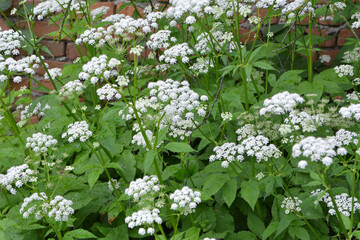 Aegopodium podagraria grows as a weed in nature