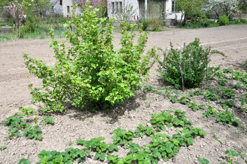 Fototapeta na wymiar In spring, berry bushes grow in the garden