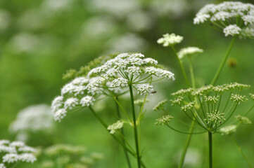 Aegopodium podagraria grows as a weed in nature