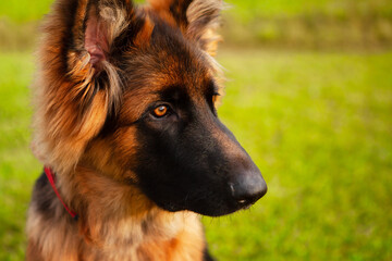 Portrait of a young German shepherd dog.