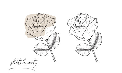 Beautiful rose sketch hand drawing vector illustration. 