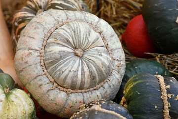 Cream and brown colored Turban squash on pile of pumpkins