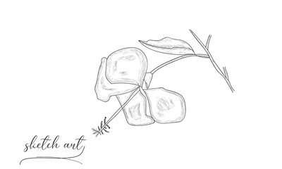 Beautiful hand-drawn leaf sketch vector art design. 