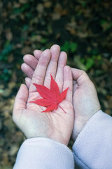 Woman's hands with red leaf