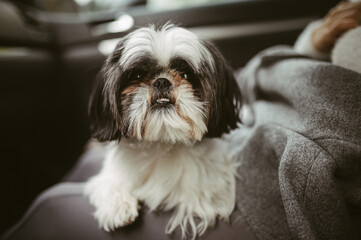 Close up of a black and white whih tzu dog sitting in the car