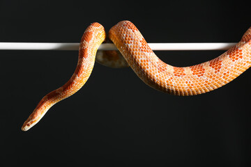 Corn snake on black background