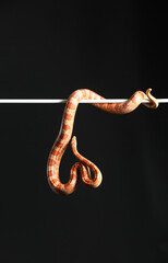 Corn snake on black background
