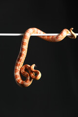 Obraz premium Corn snake on black background