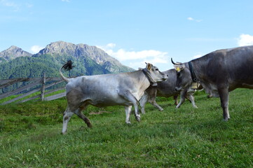 Cows on a meadow and mountains behind in Southtyrol 