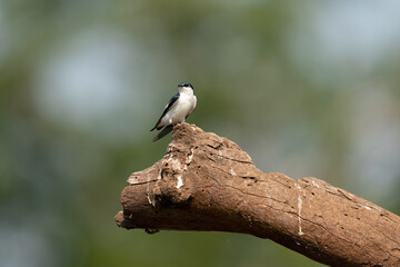 The tree swallow (Tachycineta bicolor)