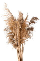 Bouquet of reeds on white background