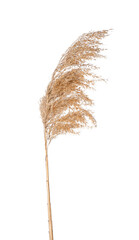 Dry reeds on white background