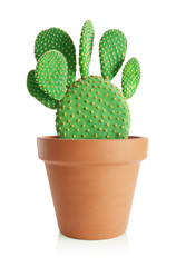 Hasenohren Pflanze. Cactus Opuntia im Terrakotta-Topf isoliert auf weißem Hintergrund.