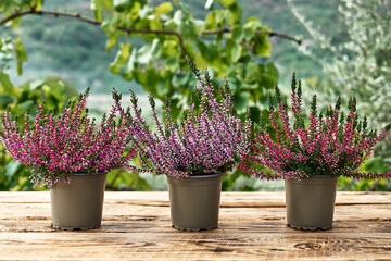 Three pot with different various of calluna vulgaris or erica on wooden table in the garden. House, garden and balcony decoration with seasonal autumn flowers - obrazy, fototapety, plakaty