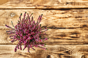 Top view of calluna vulgaris, common heather, simply heather and erica in a pot on wooden table. House, garden and balcony decoration with seasonal autumn flowers.