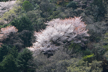 春の山　山桜
