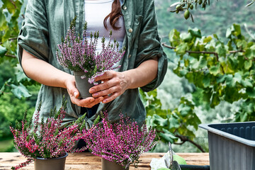 Woman planting calluna vulgaris, common heather, simply heather and erica in a pot on wooden table...