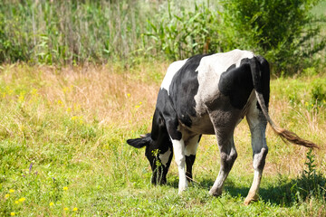 Cute cow in field on summer day