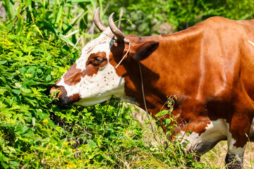 Cute cow grazing outdoors on summer day