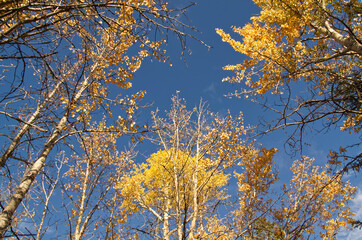 Autumn Trees against a Blue Sky