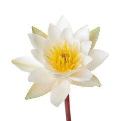 Blooming waterlily on white background, closeup