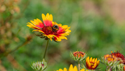 Bee enjoying flower