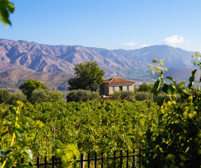 Sicilian wine agriculture farm at the foot of Etna volcano. Scenic panoramic views of the valley,...