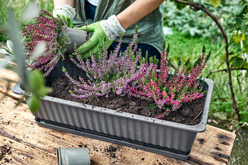 Woman planting calluna vulgaris, common heather, simply heather and erica in a pot on wooden table in the garden. House, garden and balcony decoration with seasonal autumn flowers. - obrazy, fototapety, plakaty