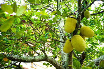 Fruits in a jackfruit tree (Artocarpus heterophyllus) in Seychelles.