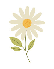 nice daisy illustration