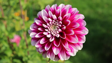 Dahlia © Jan