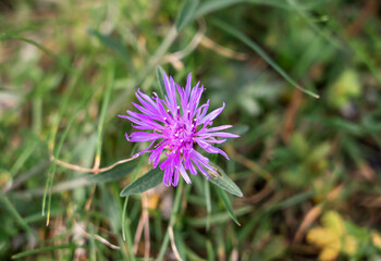 a beautiful pink greater knapweed (Centaurea scabiosa) flower growing wild on Salisbury Plain Chalklands Wiltshire UK