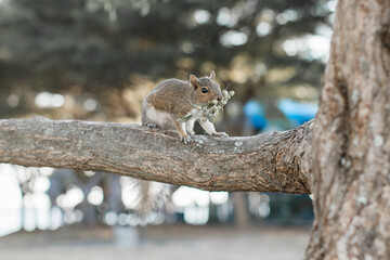 squirrel on a tree branch in Florida