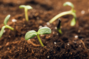 Green seedlings growing in garden outdoors, closeup
