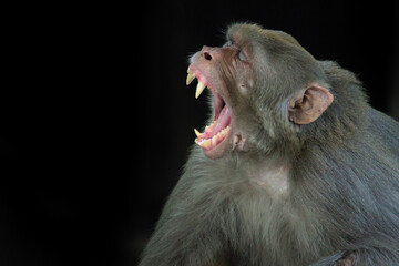 Portrait of the Rhesus Macaque Monkey yawning in dark background, they are  brown primates or apes and are also known as Macaca or Mullata
