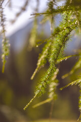 larch branches with green needles in sunlight