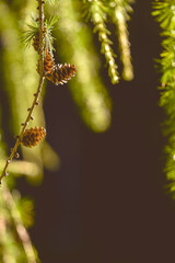 larch branches with green needles and taps in sunlight with black background