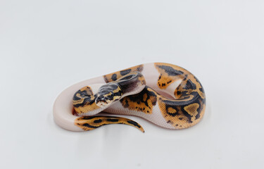 Naklejka premium Royal Python on white background