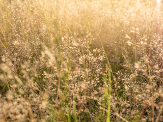 夕陽に輝く草原