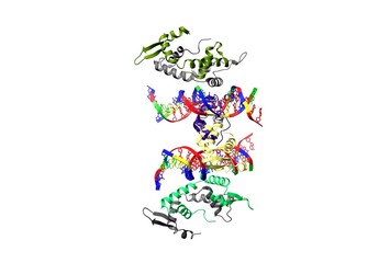 Crystal structure of Foxp2 bound specifically to DNA. 3D cartoon model, chain id color scheme, PDB 2a07, white background.