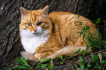 Naklejka na ściany i meble A ginger cat sits under a tree in the garden.