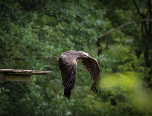 A raptor while flying in a falcrony in saarburg, copy space